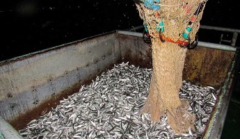 صید ماهی کیلکا در دریای خزر | تصاویر